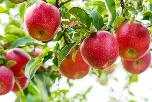 Yeongju Apples