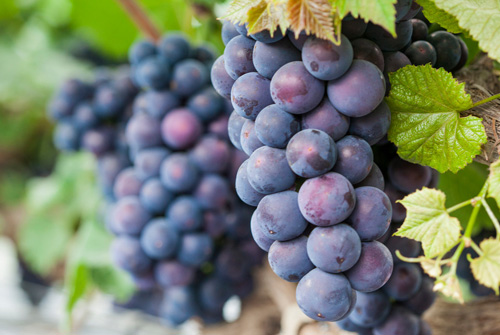 Dansan Grapes