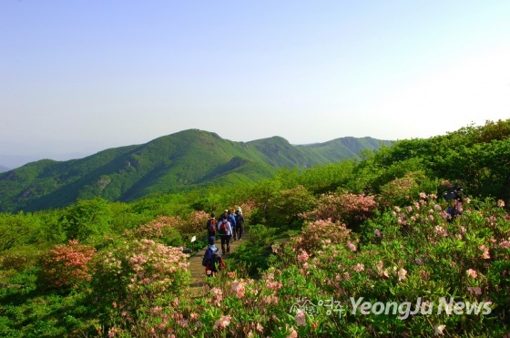 소백산 붉은 여우와...